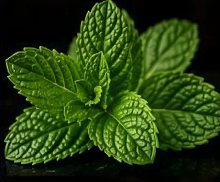 Chicha parfum menthe fraîche servie au lounge Opium à Marseille La Valentine