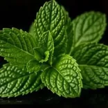 Chicha parfum menthe fraîche au restaurant lounge Opium à Marseille